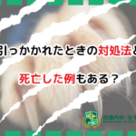 猫引っかかれ